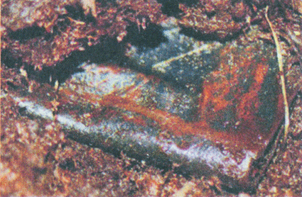 Psalmboek detail