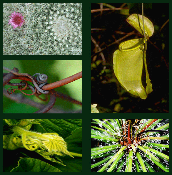 Tendrils