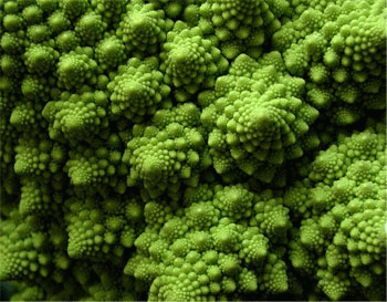 Broccoli romanesco detail