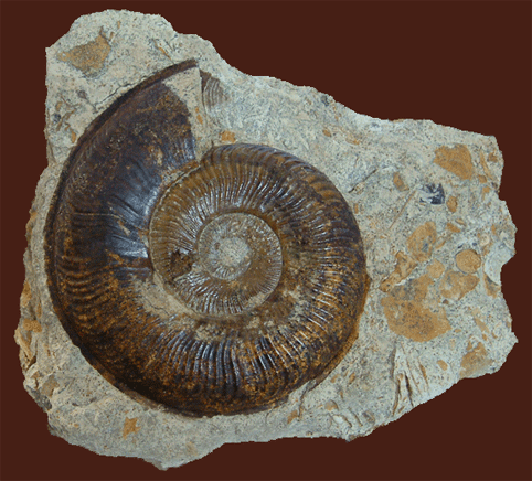 Pseudogrammoceras (ammoniet)